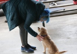 April 26, 2022:  Senator Jim Brewster hosted a FREE Informational Pet Training Session at Renziehausen Par where dog owners gained training knowledge from professional trainers.