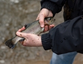 Trout Stocking