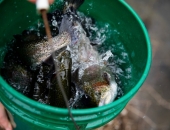 Trout Stocking